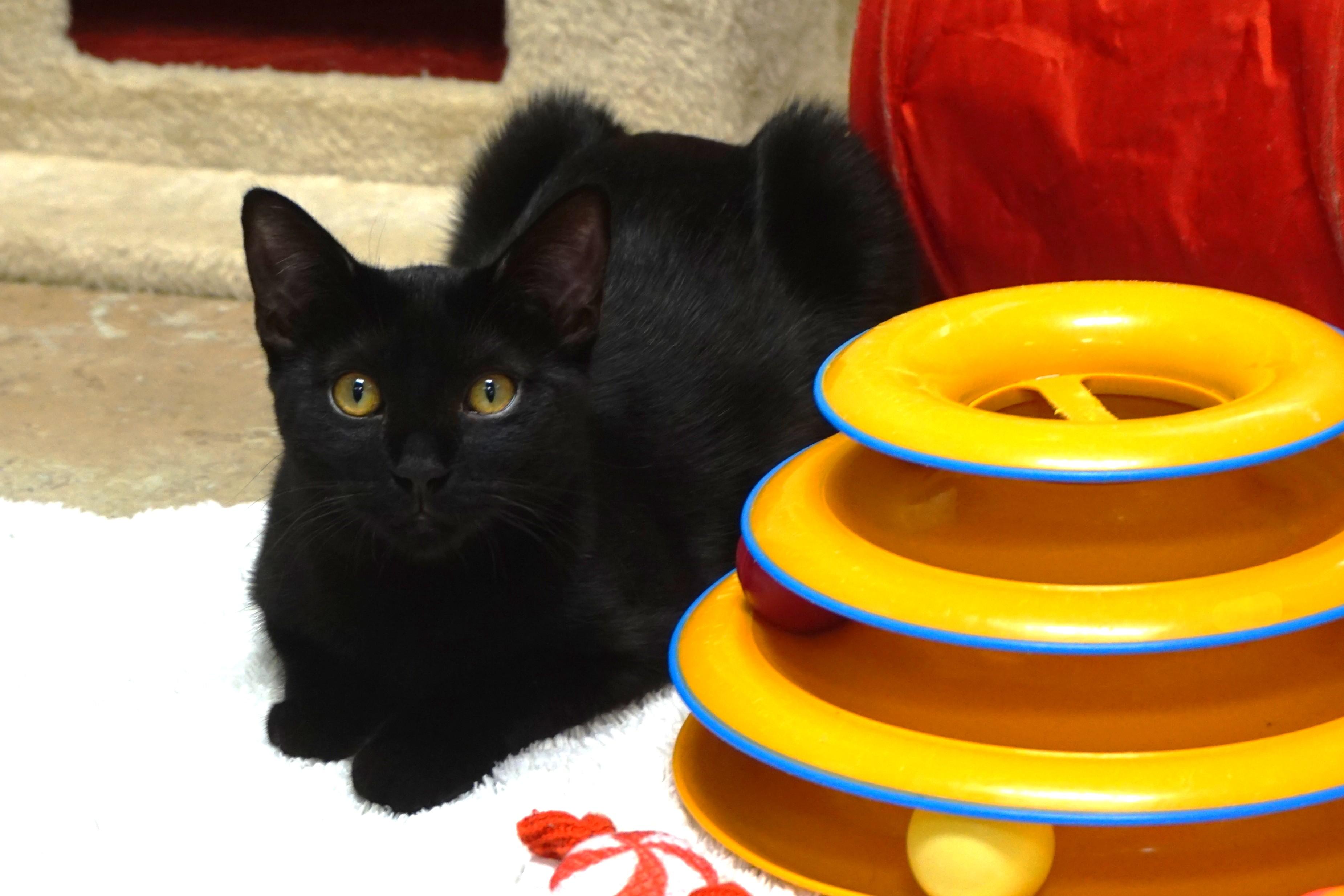 Enlarge Cambria, a Adoptable Domestic Short Hair in Fountain Hills, AZ image 2/4