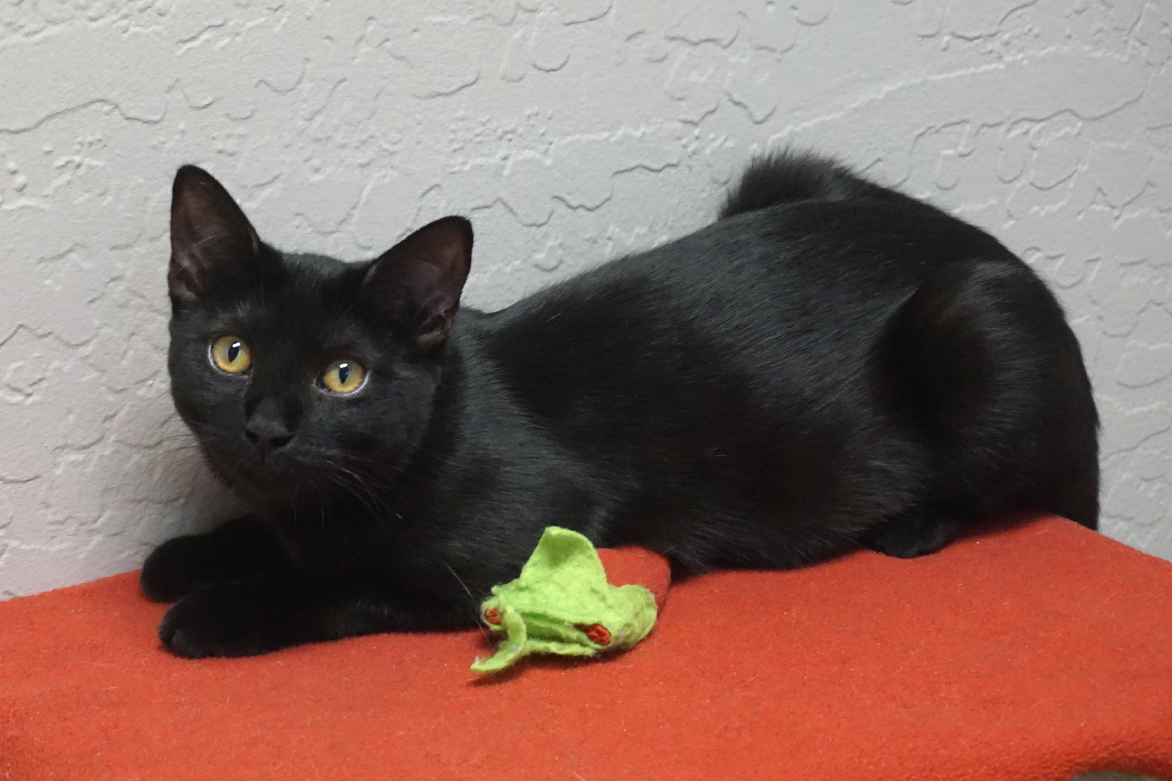 Enlarge Cambria, a Adoptable Domestic Short Hair in Fountain Hills, AZ image 1/4