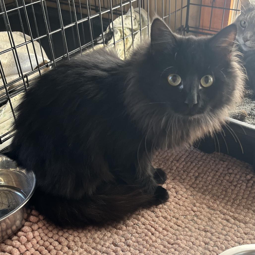 Jedi, a Adoptable Domestic Long Hair in Pittsburg, KS image 1/2