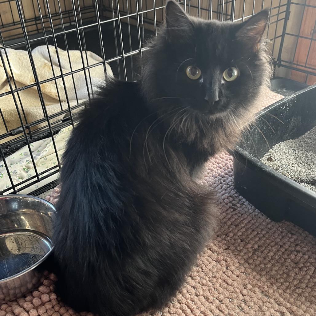 Jedi, a Adoptable Domestic Long Hair in Pittsburg, KS image 2/2