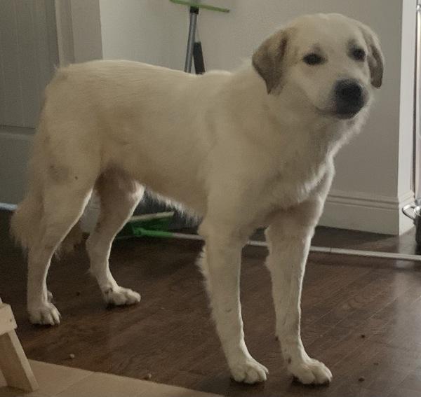 Gus, Adoptable, Adult Male Great Pyrenees & Mixed Breed.