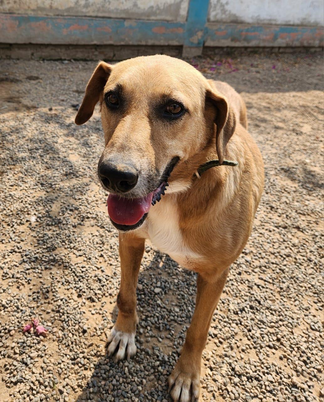 Enlarge China, a Adoptable Mixed Breed in EL COLORADO, JAL image 1/5
