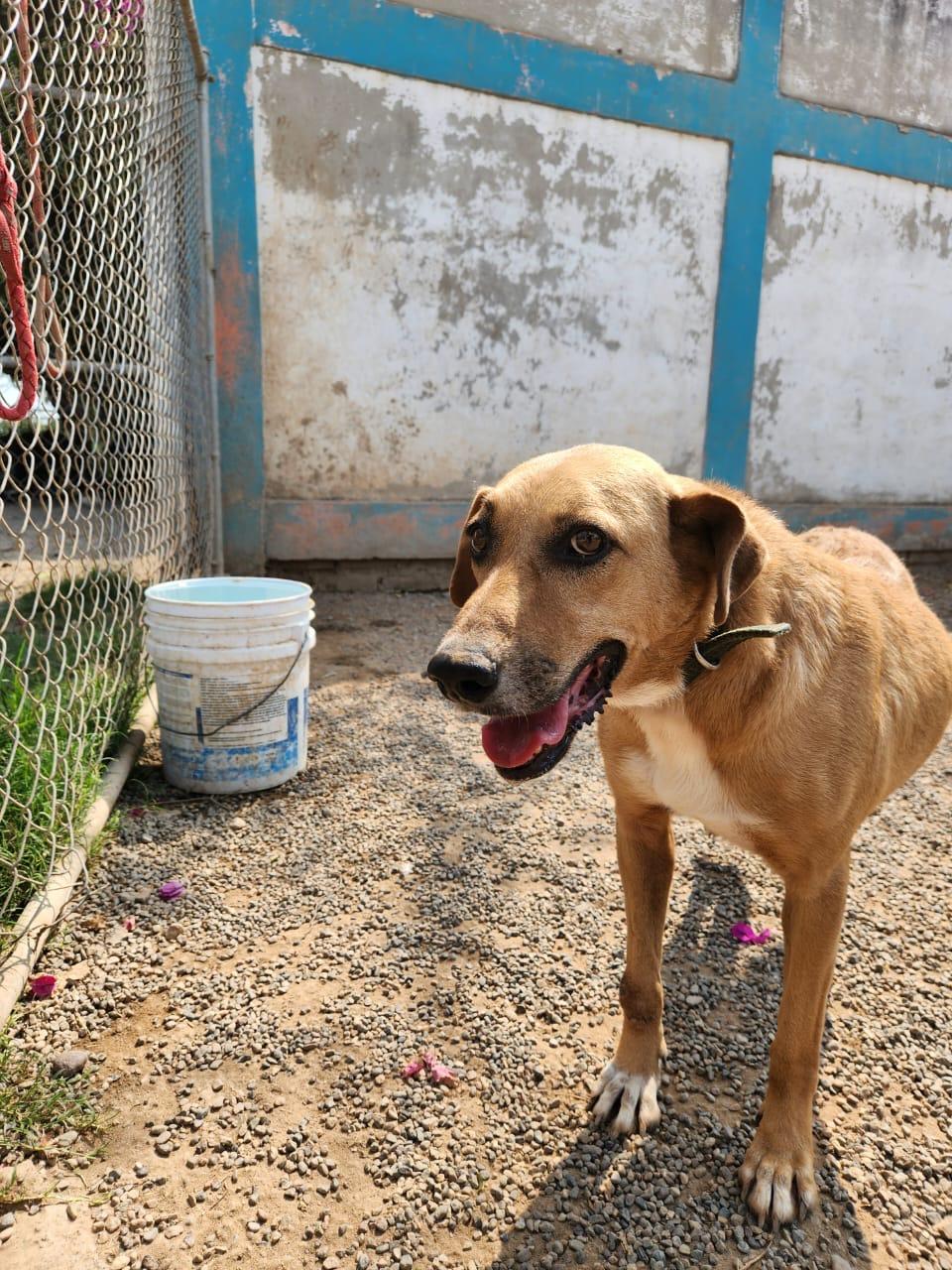 Enlarge China, a Adoptable Mixed Breed in EL COLORADO, JAL image 2/5