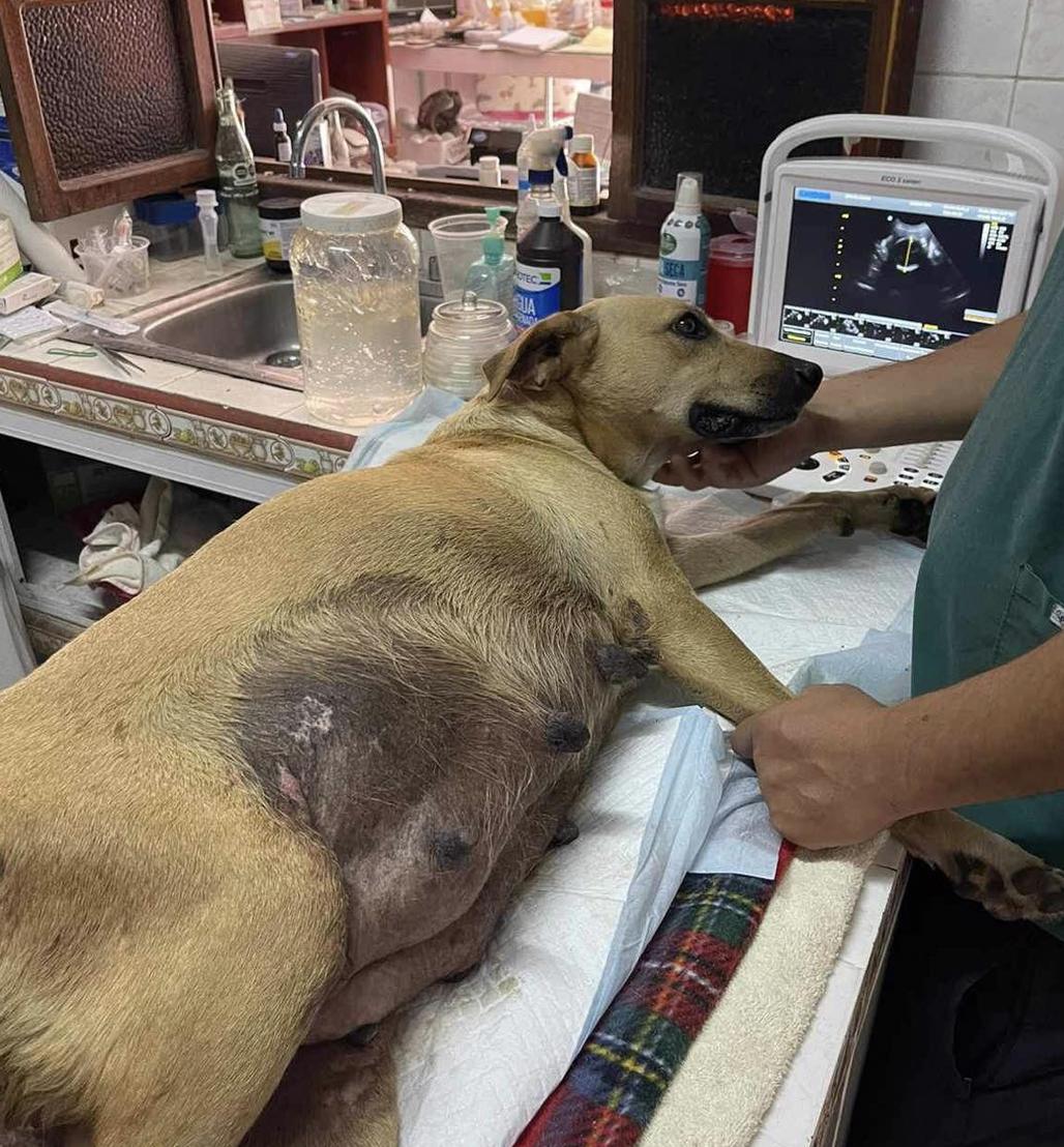 China, Adoptable, Adult Female Mixed Breed.