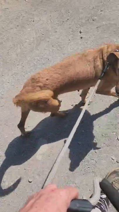 Enlarge China, a Adoptable Mixed Breed in EL COLORADO, JAL video 5/5