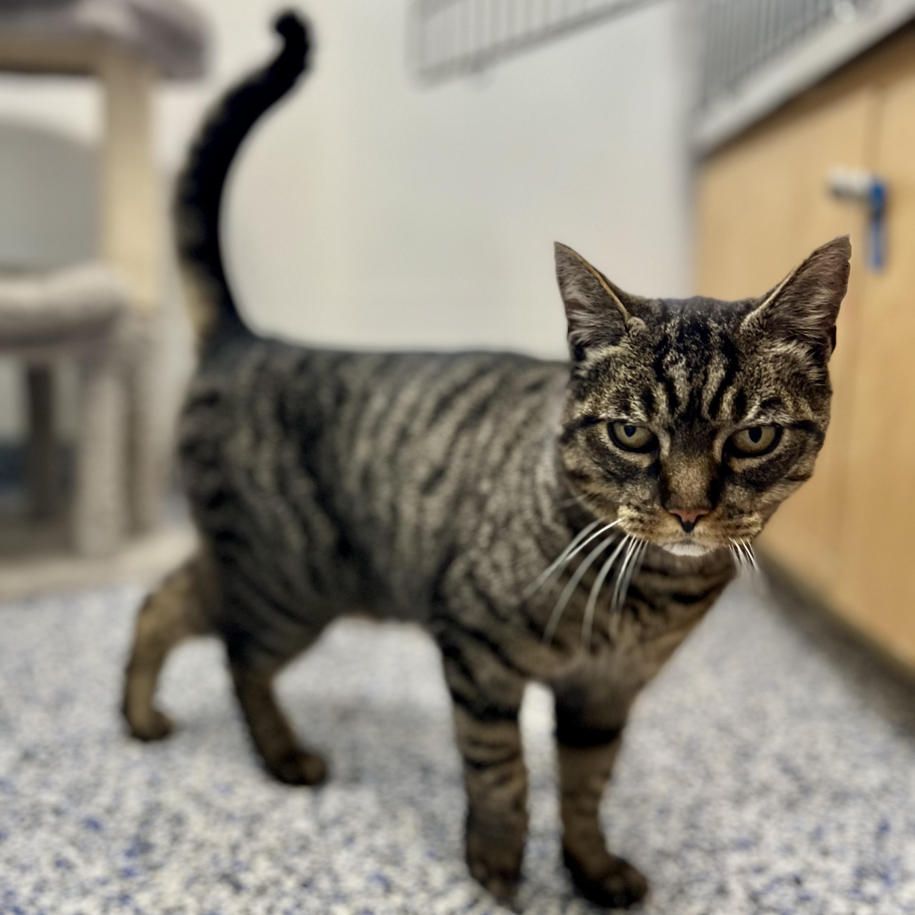 Enlarge Willy, an adopted Domestic Short Hair in St Stephen, NB image 2/3