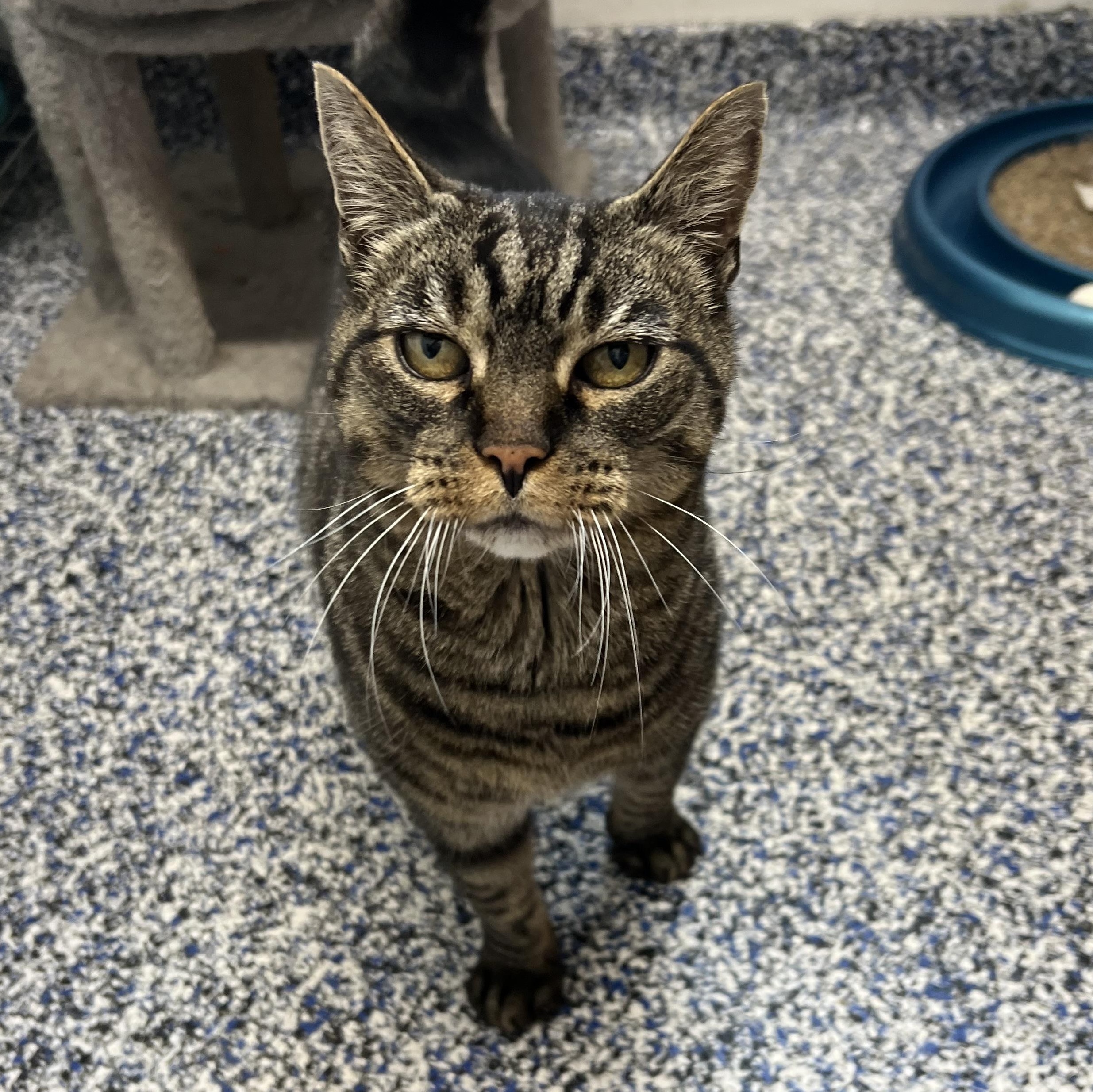 Willy, adopted, Senior Male Domestic Short Hair.