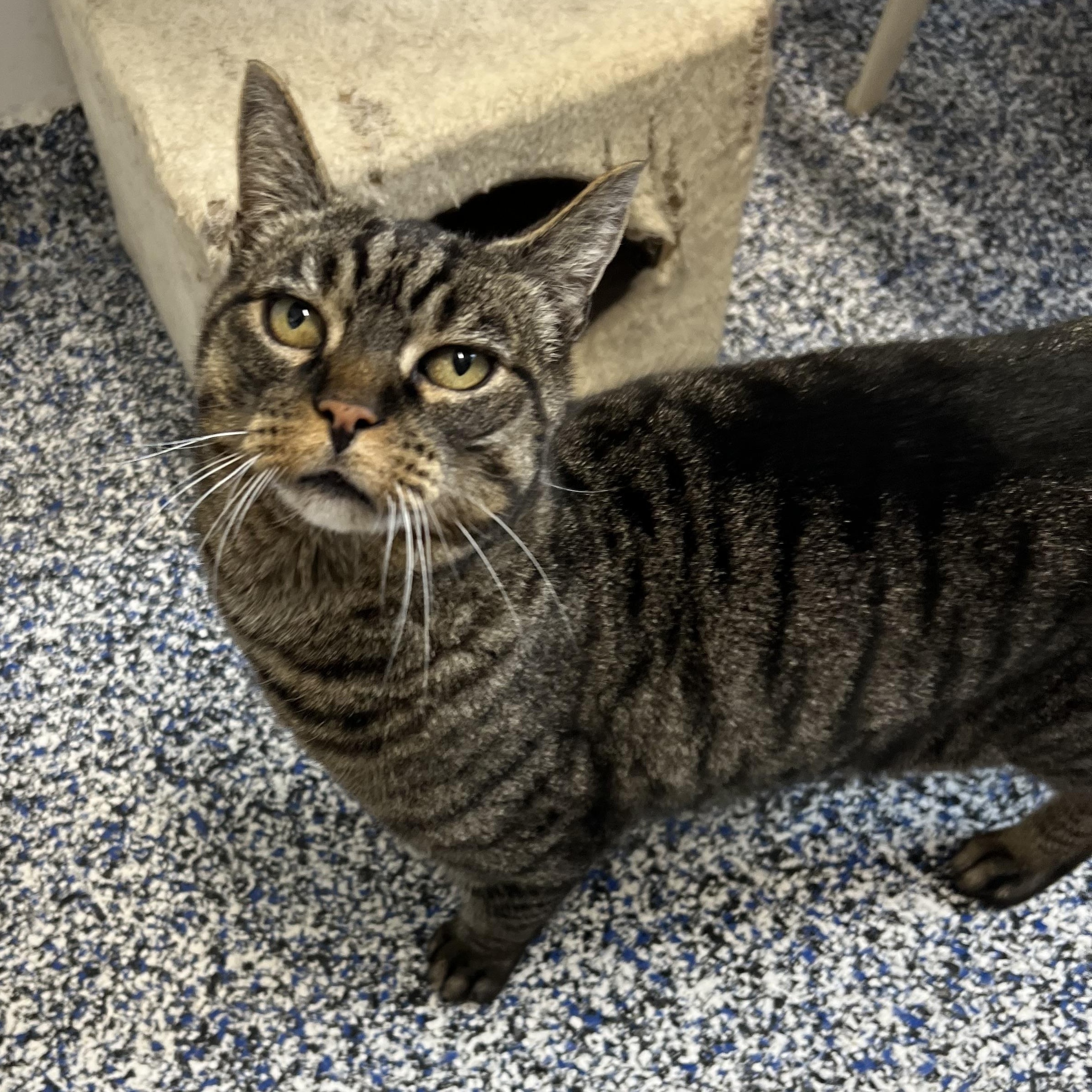Enlarge Willy, an adopted Domestic Short Hair in St Stephen, NB image 3/3