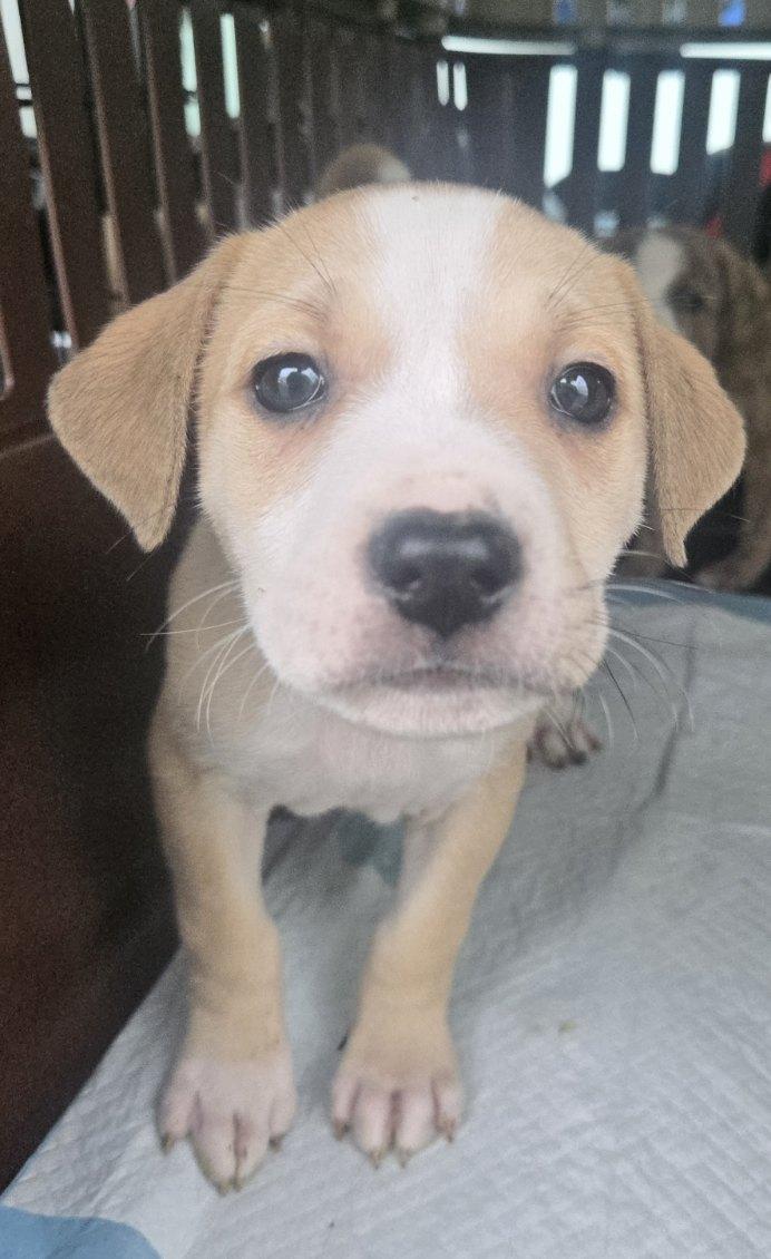 Enlarge Biscuit, an adopted mixed breed in Orlando, FL image 2/6