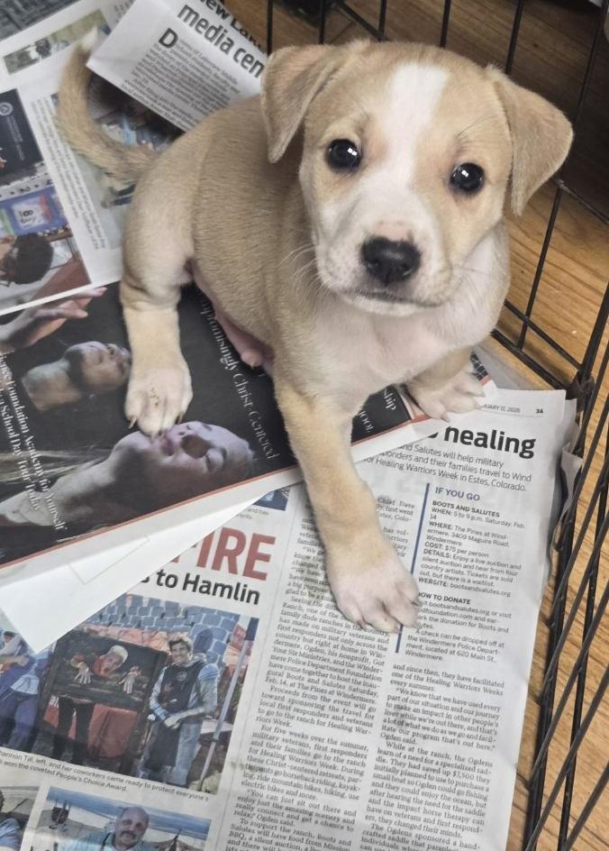 Enlarge Biscuit, an adopted mixed breed in Orlando, FL image 4/6