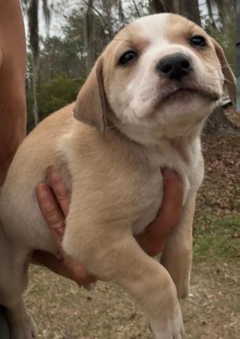 Enlarge Biscuit, an adopted mixed breed in Orlando, FL image 6/6