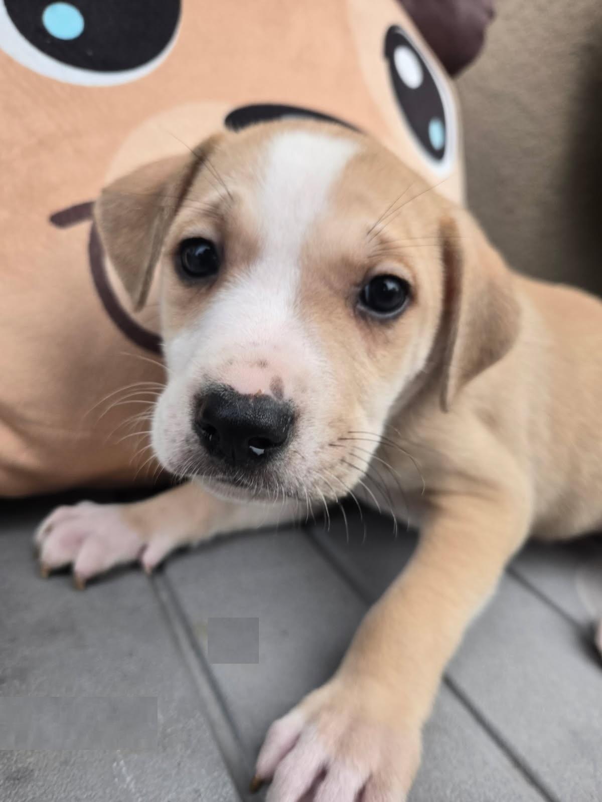 Biscuit, adopted, Puppy Male Hound.