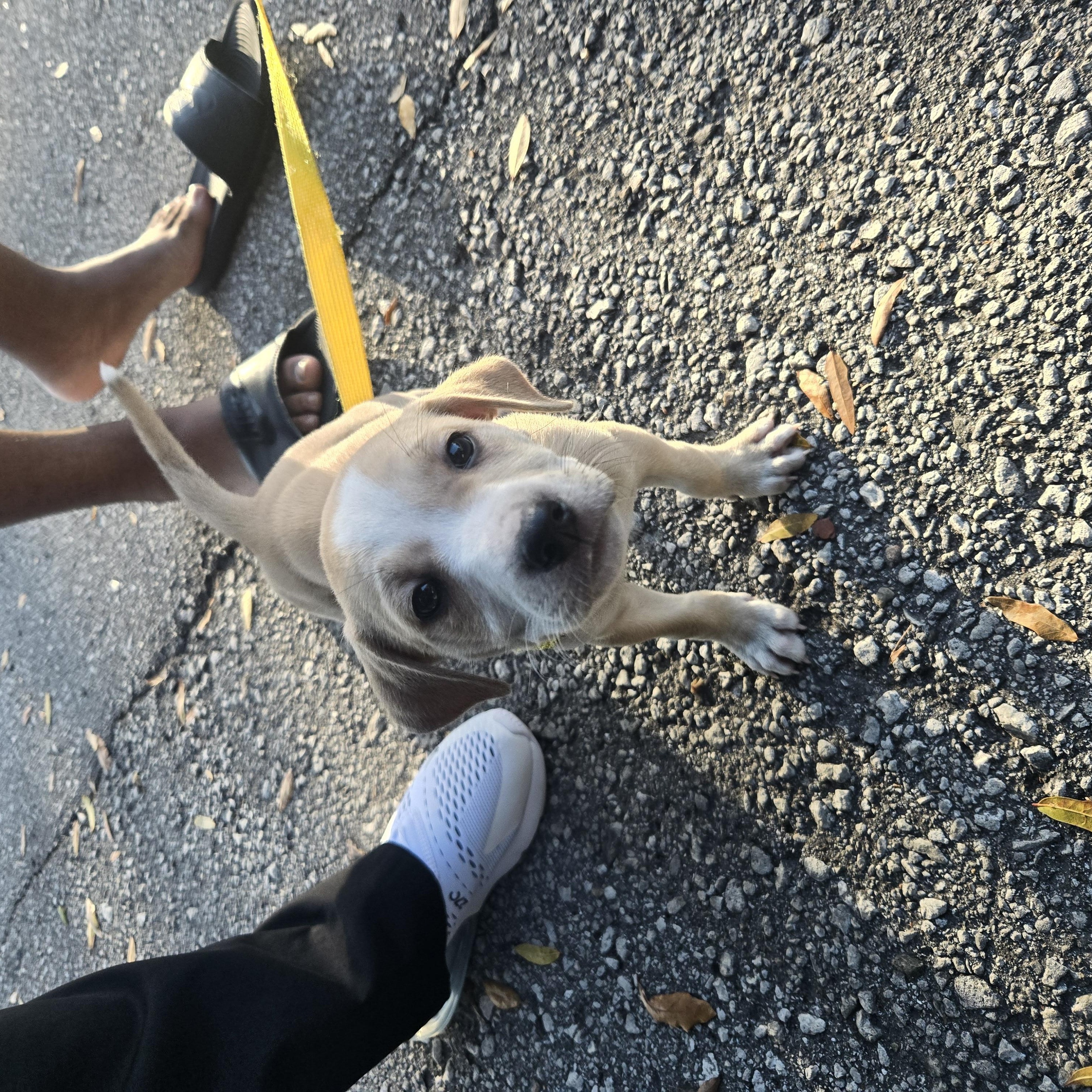 Enlarge Biscuit, an adopted mixed breed in Orlando, FL image 5/6