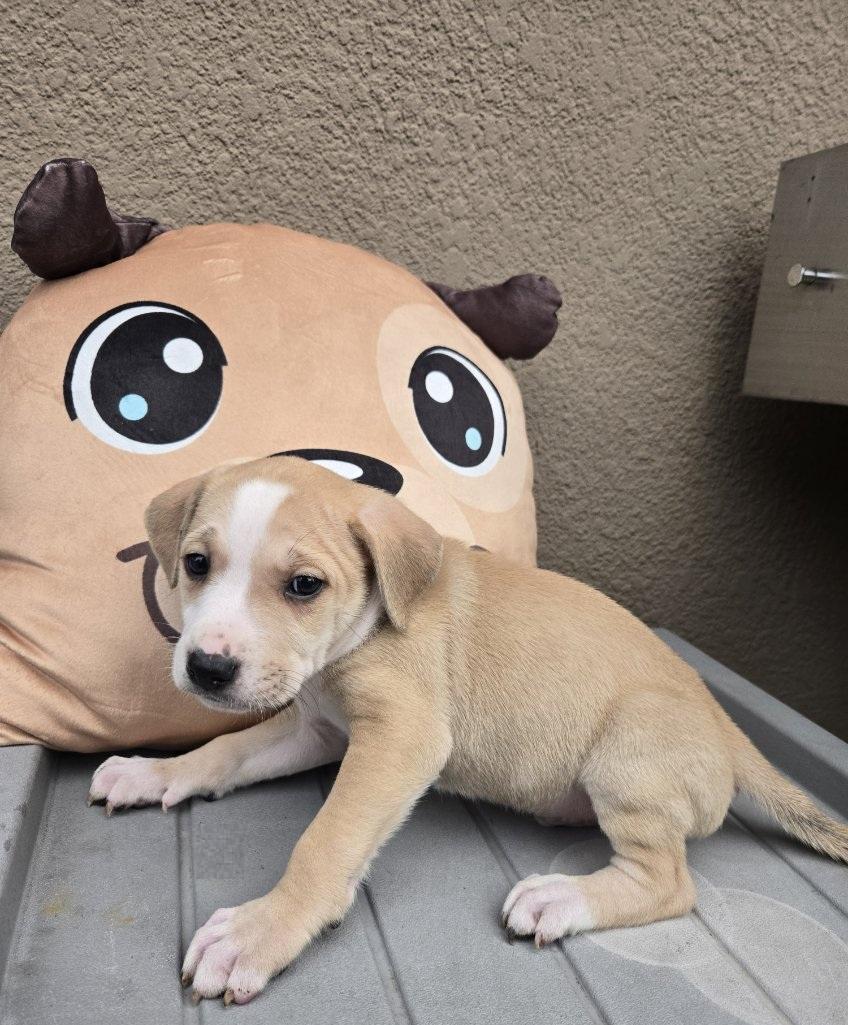 Enlarge Biscuit, an adopted mixed breed in Orlando, FL image 3/6