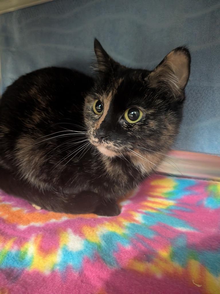 Enlarge Reba, a Adoptable mixed breed in Hyde Park, NY image 2/2