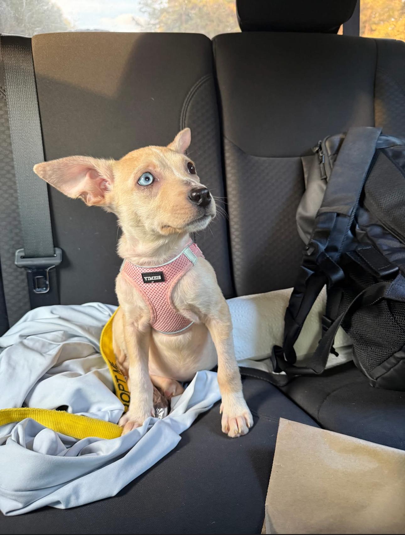 Enlarge Daisy, a Adopted Chiweenie in Atlanta, GA image 1/3