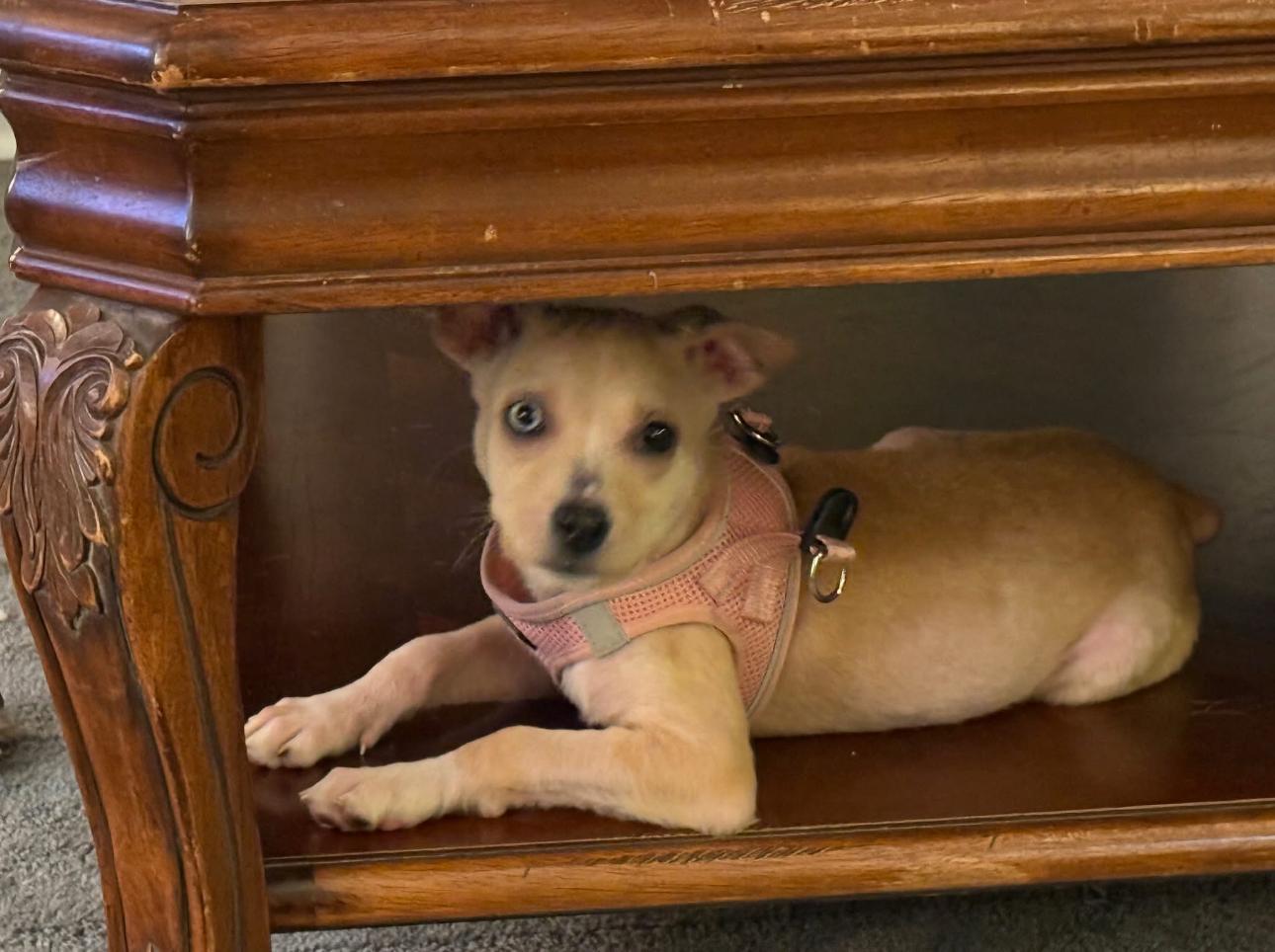 Enlarge Daisy, a Adopted Chiweenie in Atlanta, GA image 3/3