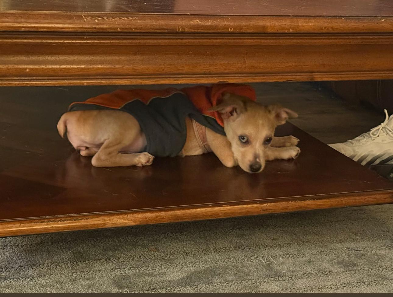 Enlarge Daisy, a Adopted Chiweenie in Atlanta, GA image 2/3