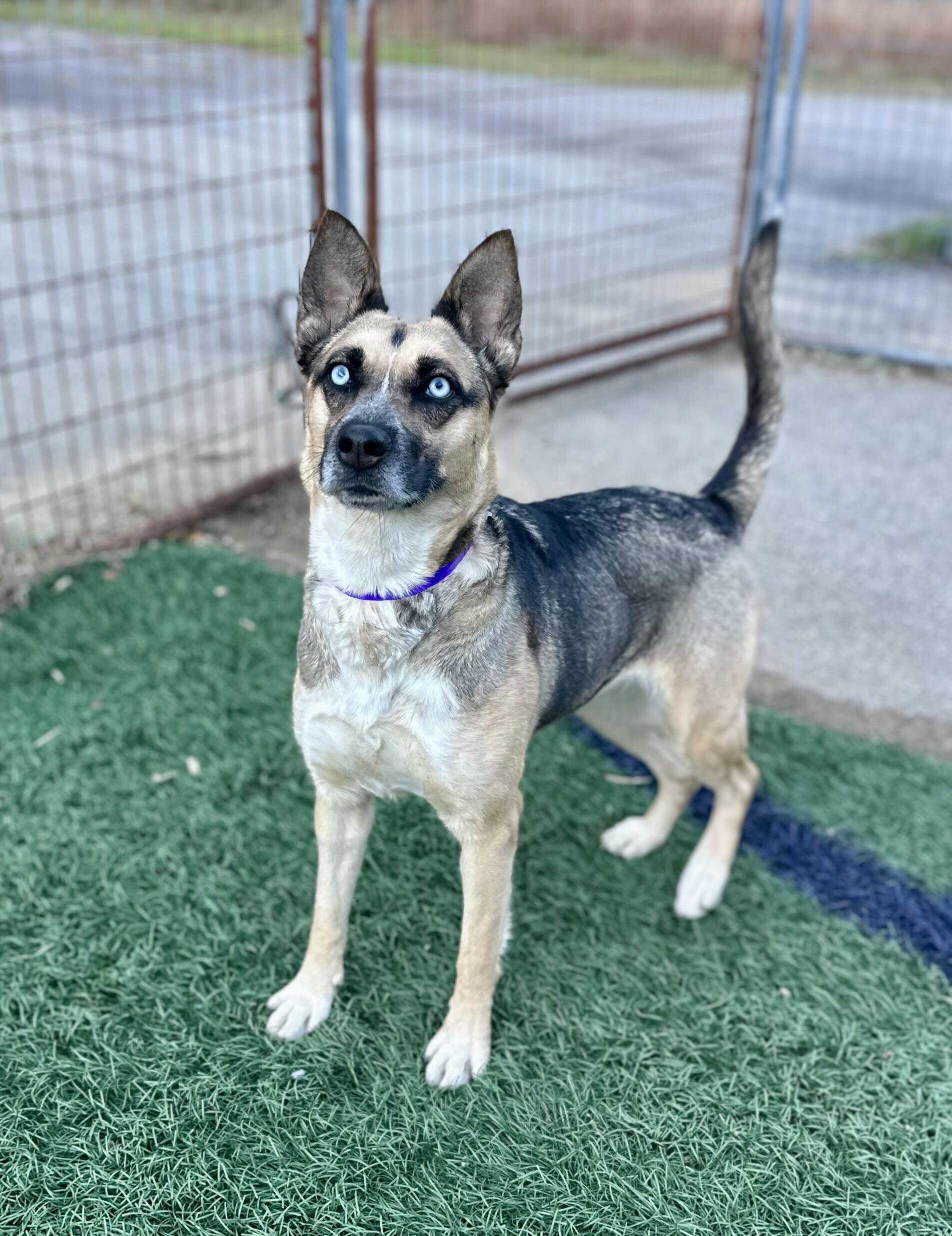 Enlarge Scrappy HERE IN NH, a Adoptable Mixed Breed in Barrington, NH image 2/4