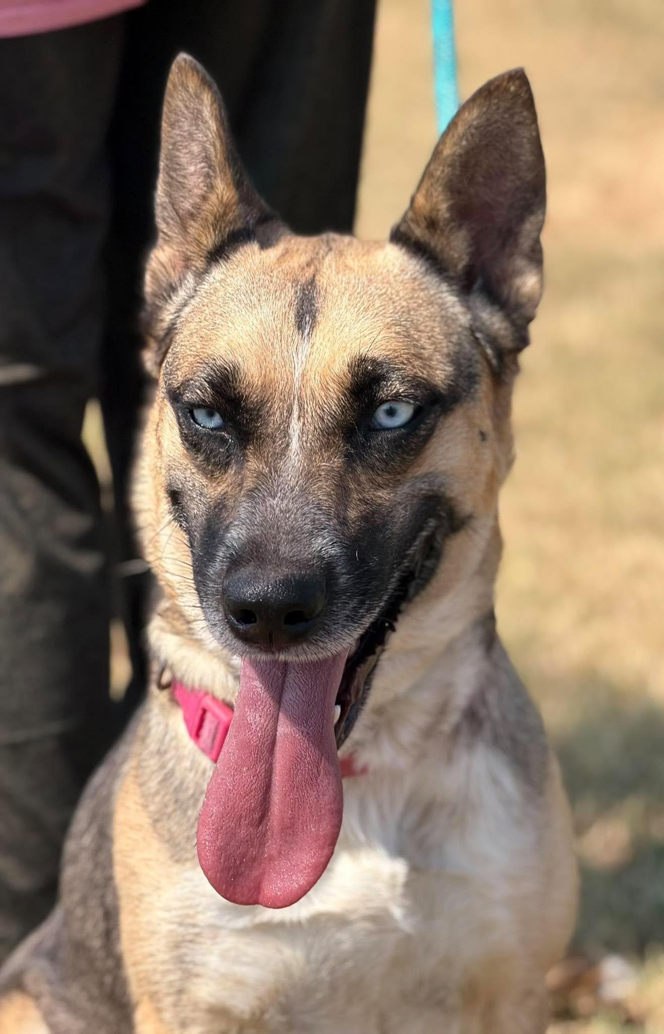 Enlarge Scrappy, a Adoptable Mixed Breed in Northwood, NH image 3/5