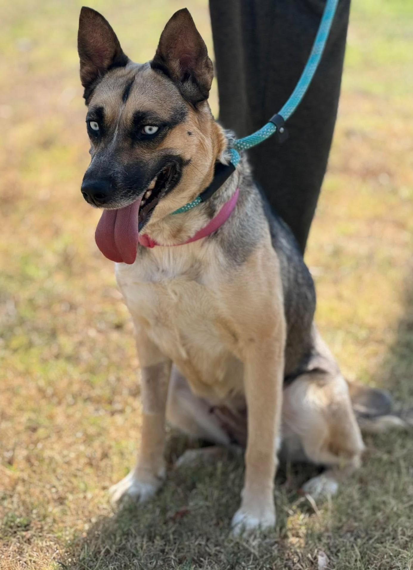 Enlarge Scrappy, a Adoptable Mixed Breed in Northwood, NH image 2/5