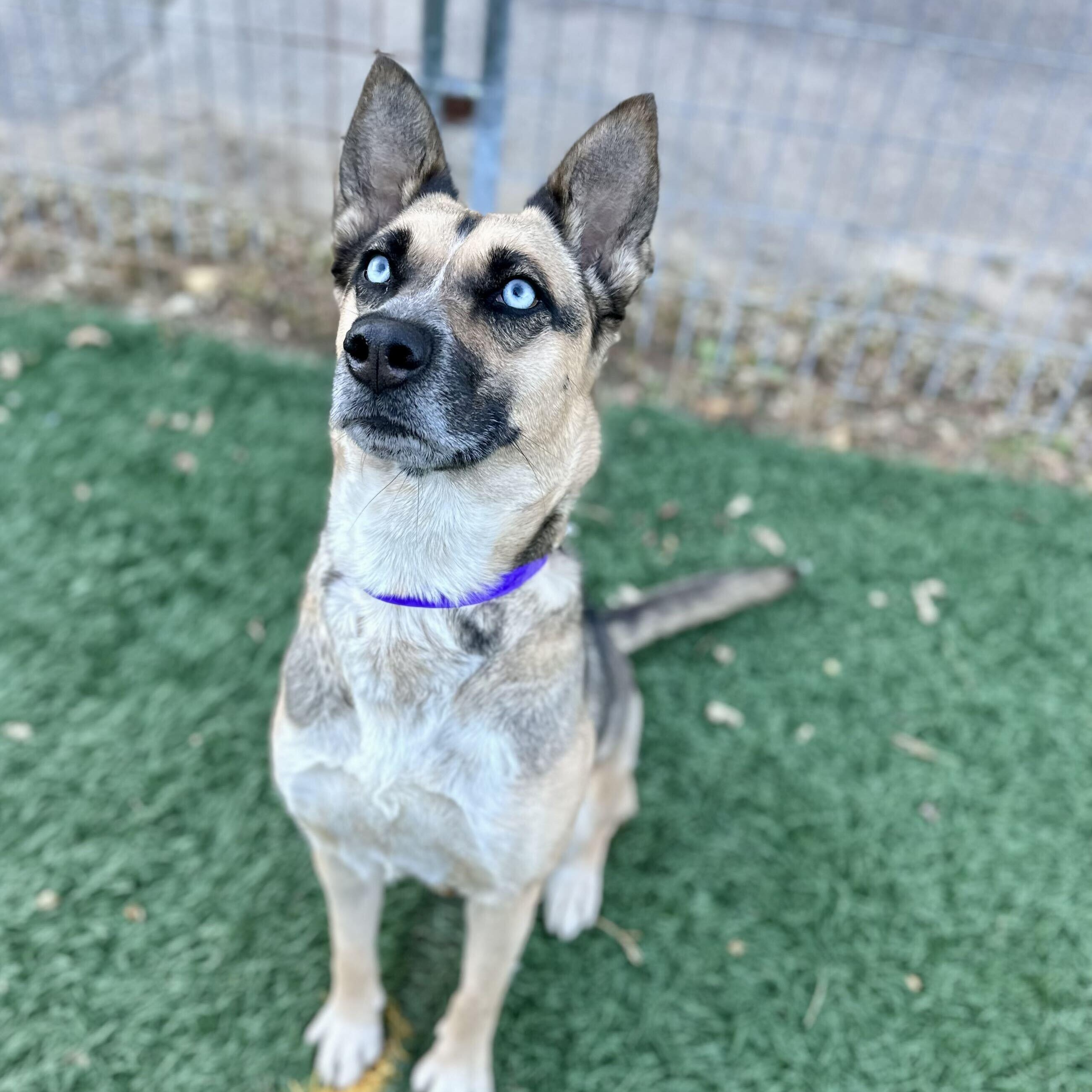 Scrappy HERE IN NH, Adoptable, Adult Female Mixed Breed.