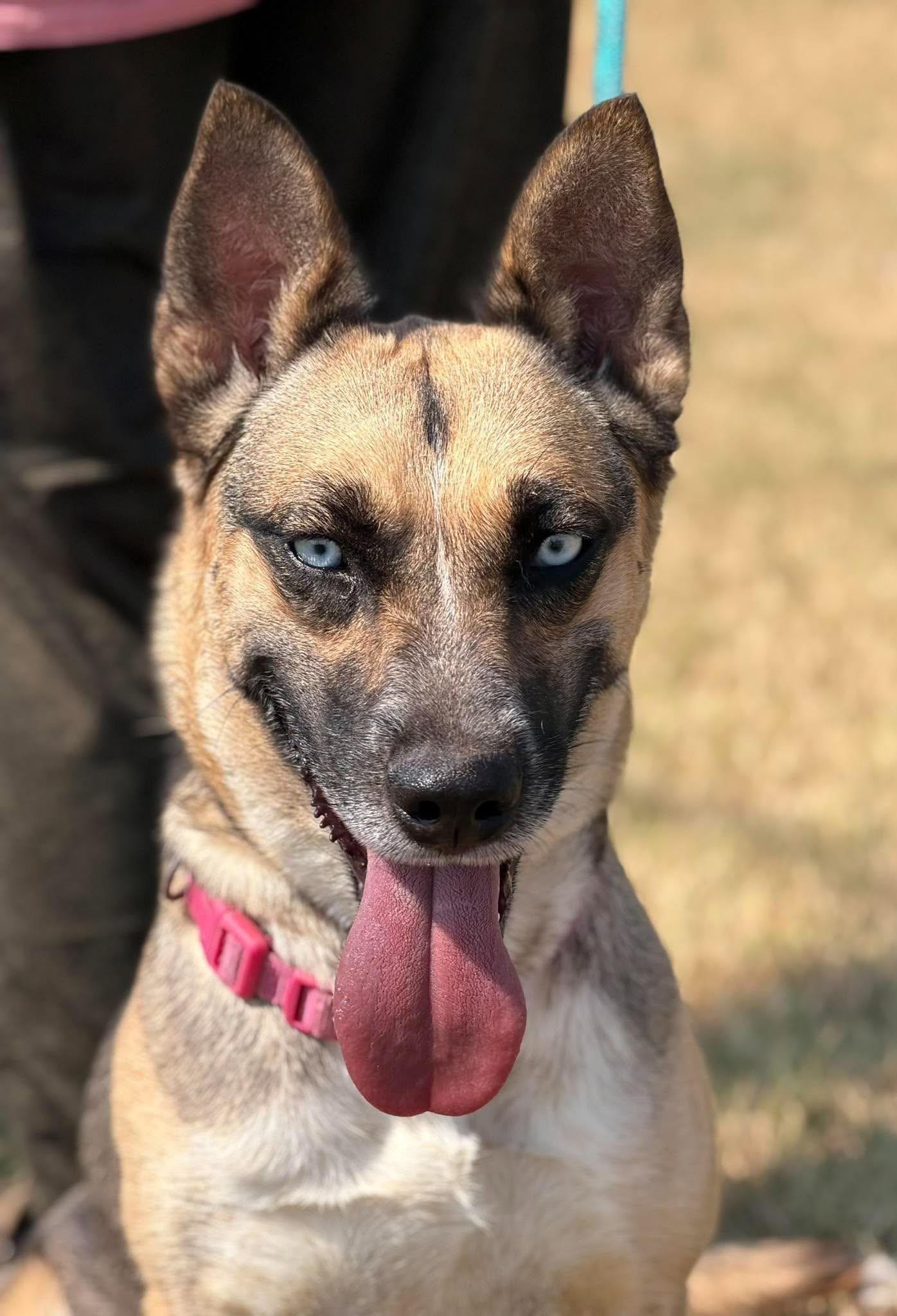 Scrappy, Adoptable, Adult Female Mixed Breed.