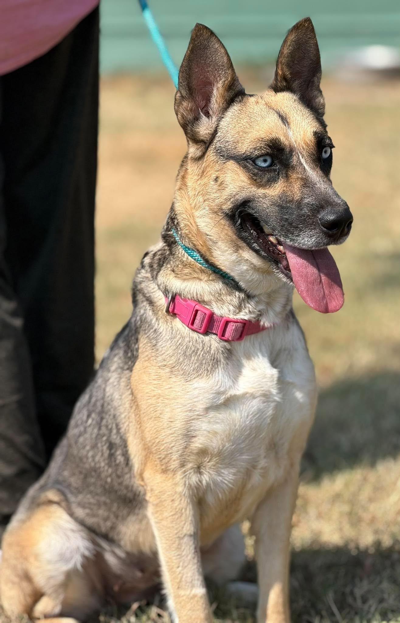 Enlarge Scrappy, a Adoptable Mixed Breed in Northwood, NH image 4/5
