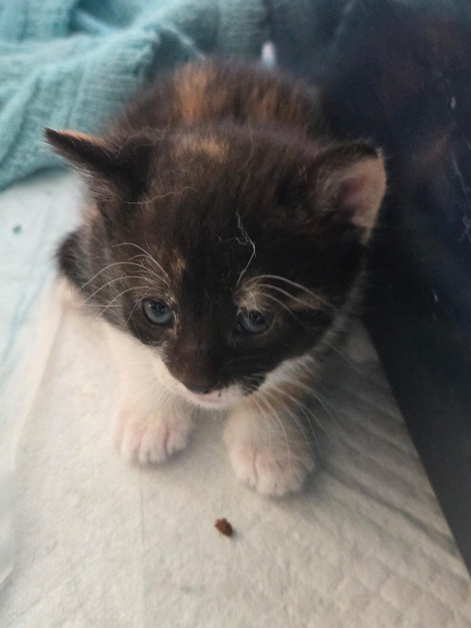 Nancy, ADOPTABLE, Kitten Female Tortoiseshell.