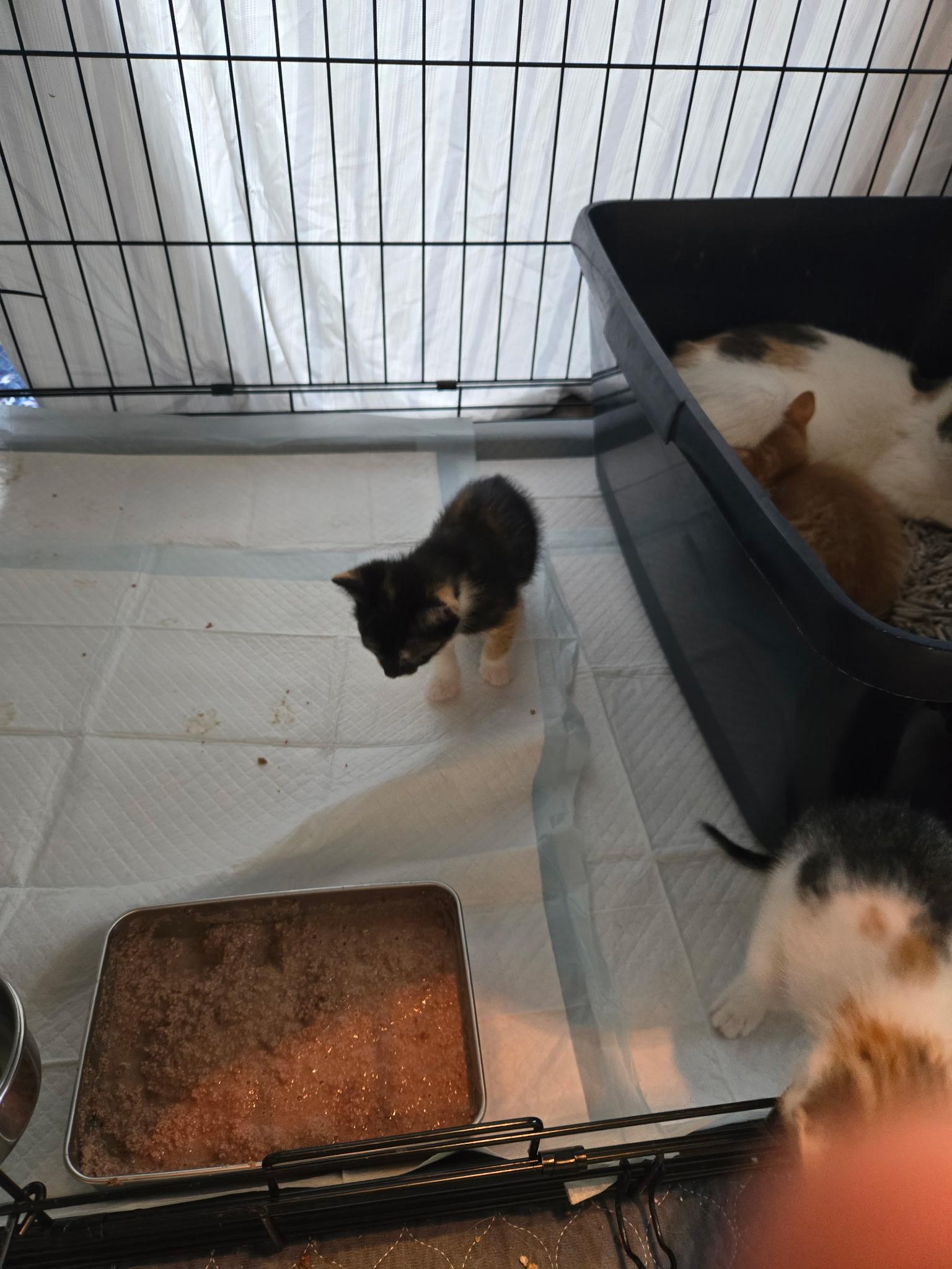 Enlarge Nancy, a ADOPTABLE Tortoiseshell in Clifton, NJ image 2/2