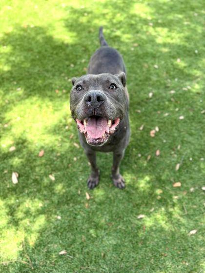 Enlarge Frankie - 2, a Adoptable mixed breed in Daytona Beach, FL image 1/2