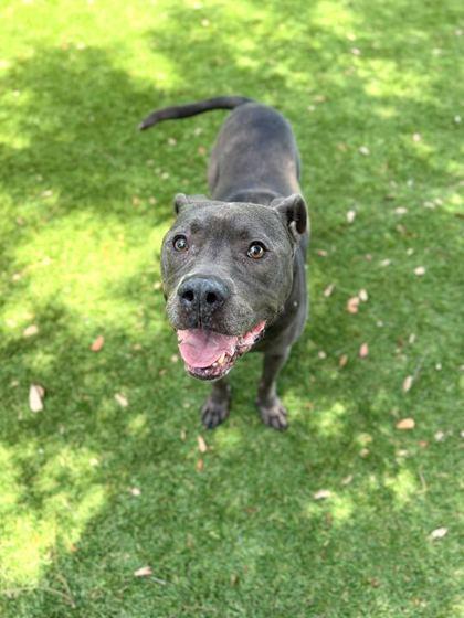 Enlarge Frankie - 2, a Adoptable mixed breed in Daytona Beach, FL image 2/2