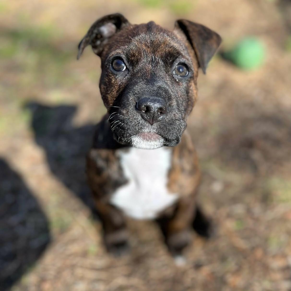 Enlarge Fantasia, a Adoptable mixed breed in Rumford, RI image 2/6