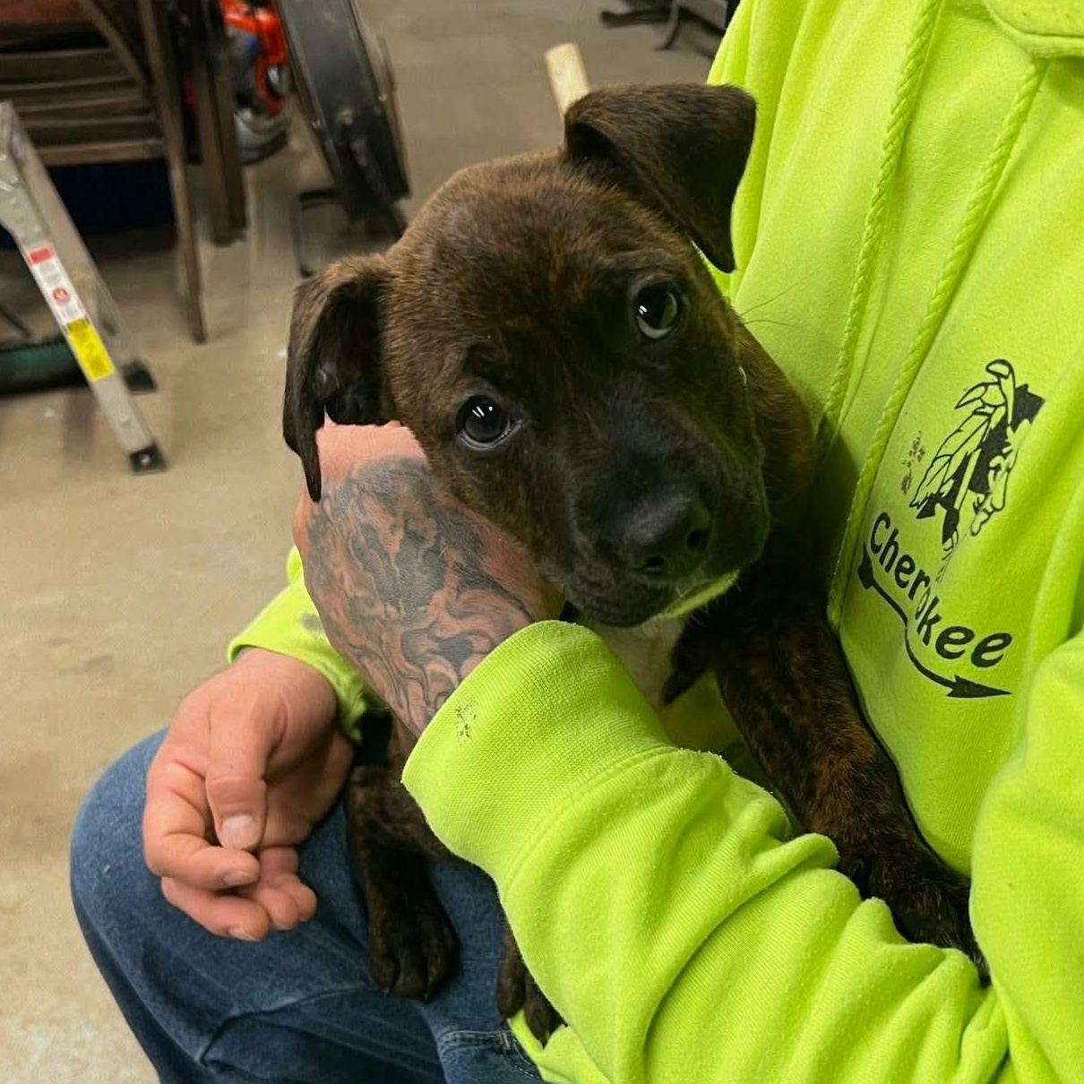 Enlarge Fantasia, a Adoptable mixed breed in Rumford, RI image 3/6