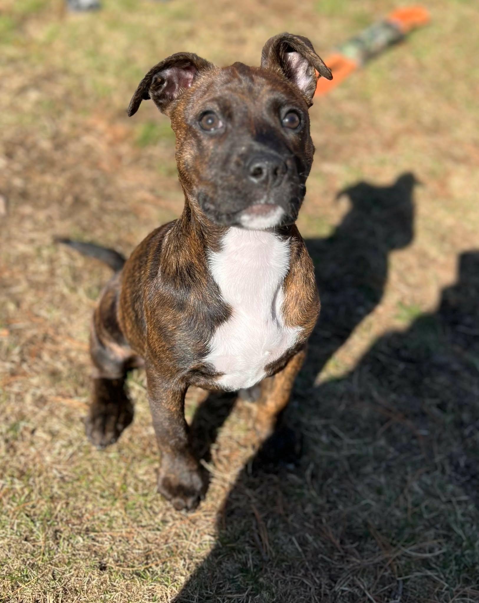 Enlarge Fantasia, a Adoptable mixed breed in Rumford, RI image 5/6
