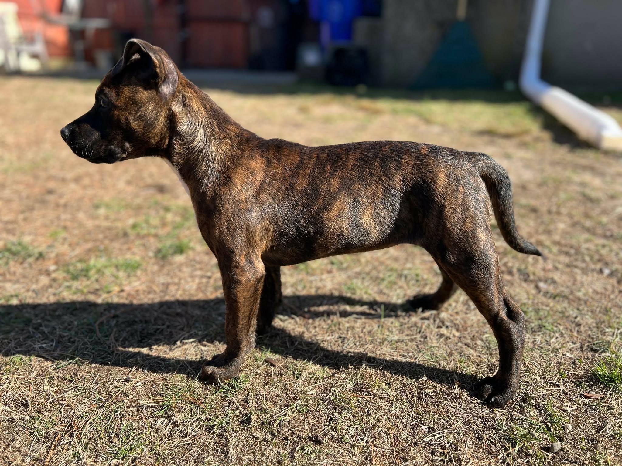 Enlarge Fantasia, a Adoptable mixed breed in Rumford, RI image 4/6