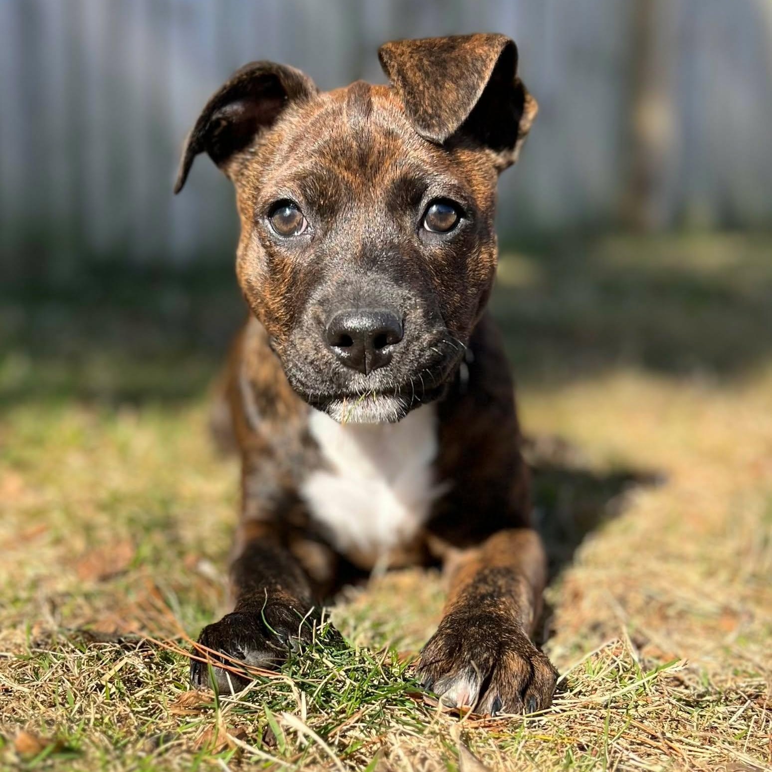 Enlarge Fantasia, a Adoptable mixed breed in Rumford, RI image 1/6