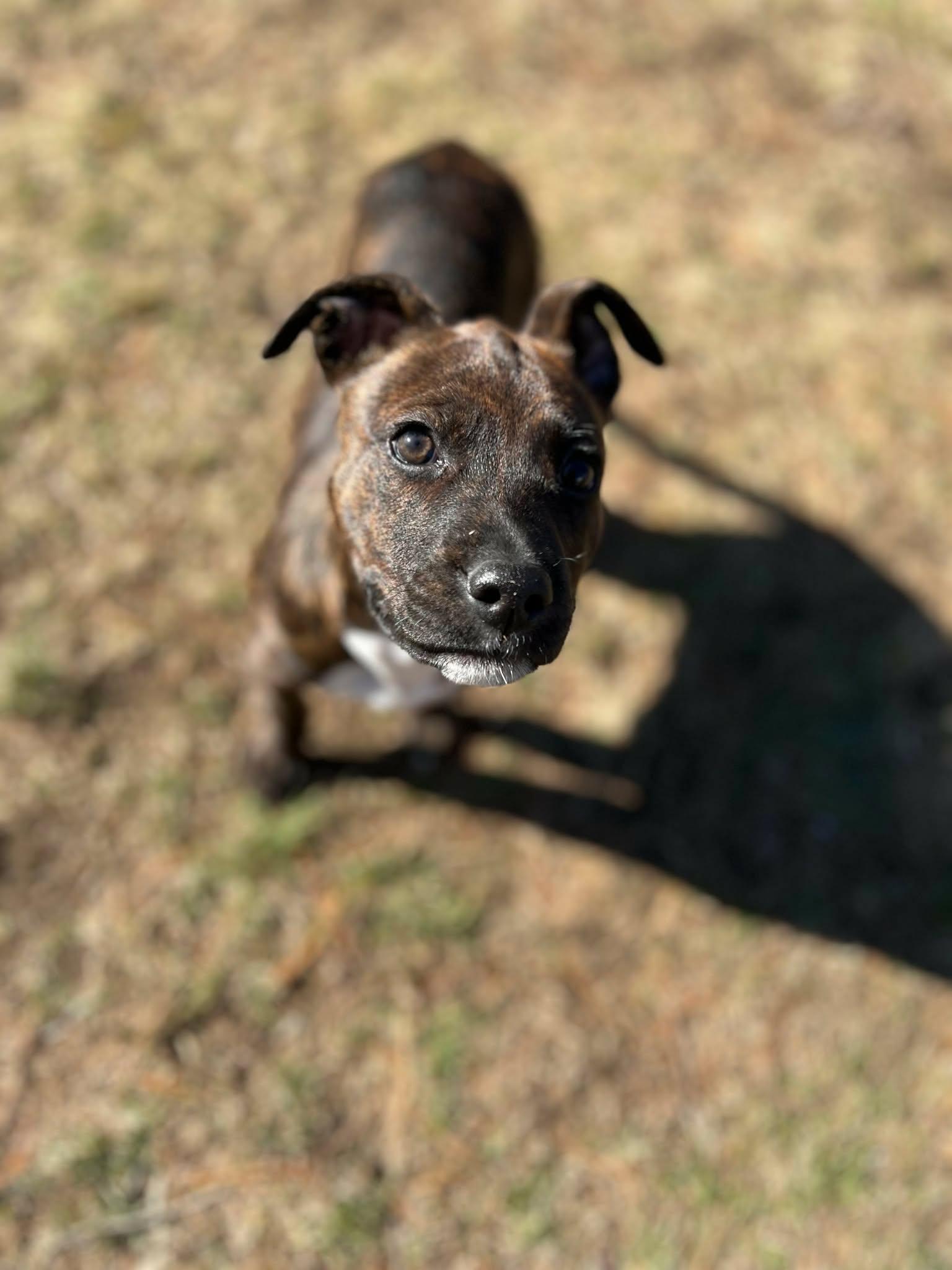 Enlarge Fantasia, a Adoptable mixed breed in Rumford, RI image 6/6