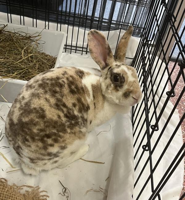 Enlarge Coquita - Companion To Edward, a Adoptable mixed breed in Stratham, NH image 1/1