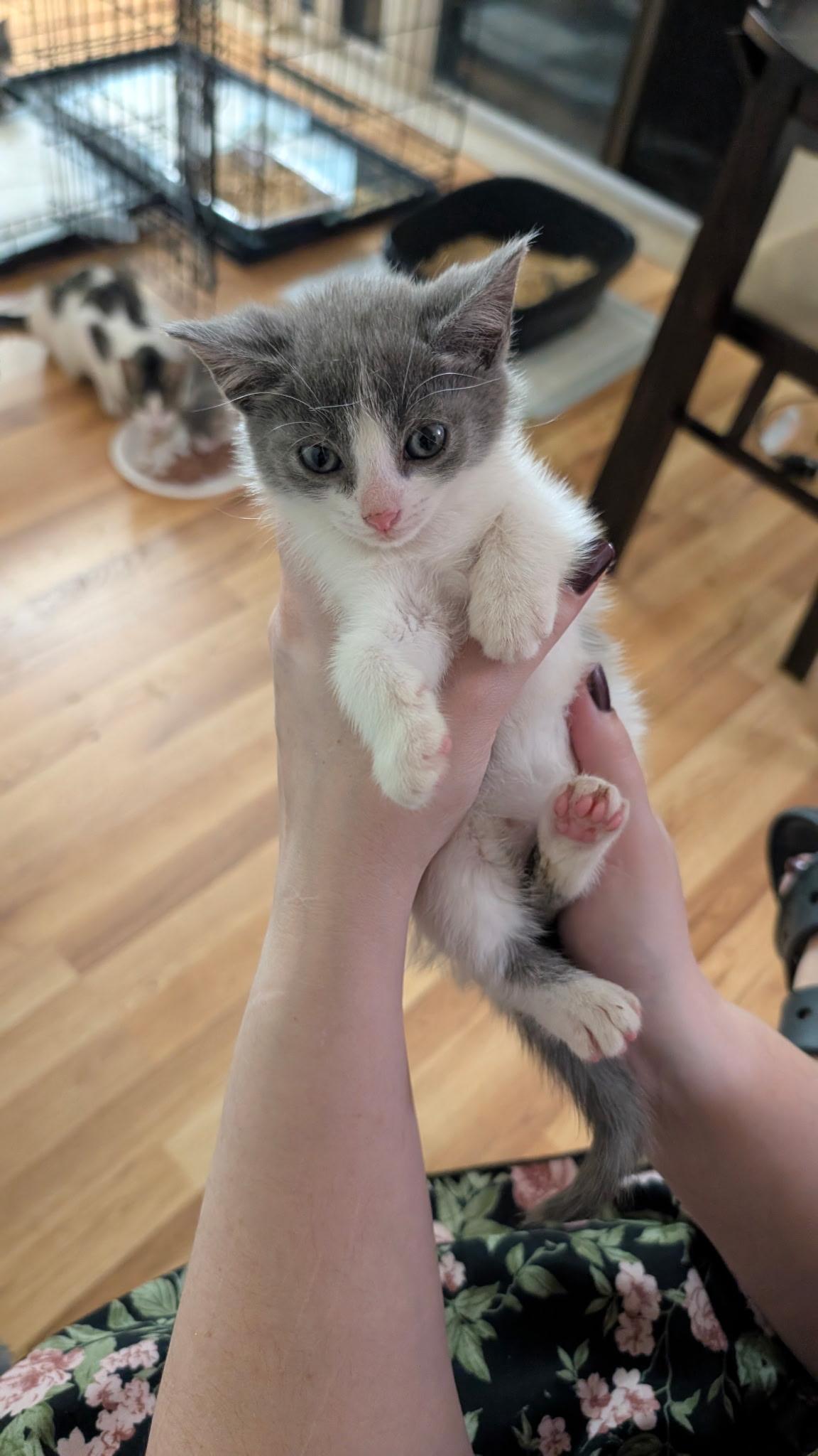 Enlarge Pecorino, a Adoptable Domestic Short Hair in Pittsburgh, PA image 1/3