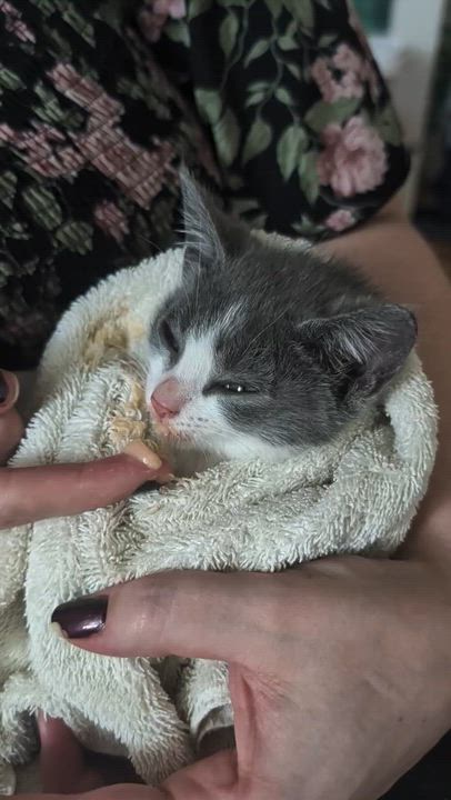 Enlarge Pecorino, a Adoptable Domestic Short Hair in Pittsburgh, PA video 3/3