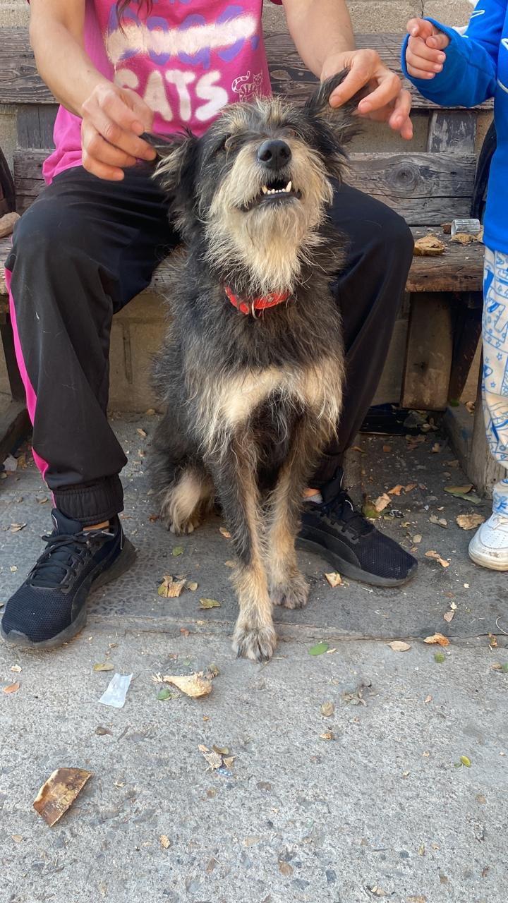Bongo, Adoptable, Adult Male Standard Schnauzer.