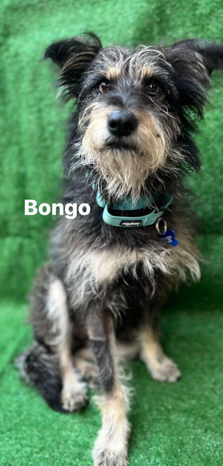 Bongo