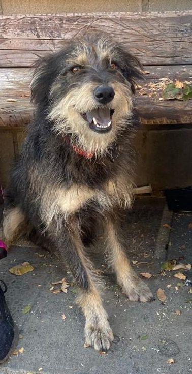 Bongo, a Adoptable mixed breed in San Ysidro, CA image 3/6