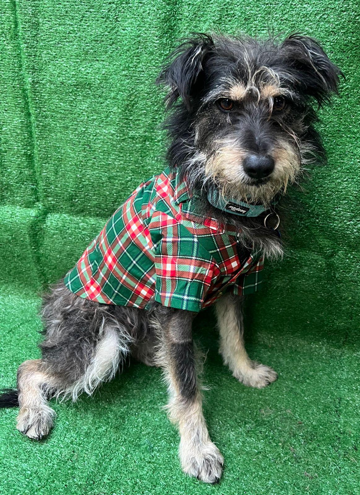 Bongo, a Adoptable mixed breed in San Ysidro, CA image 4/6