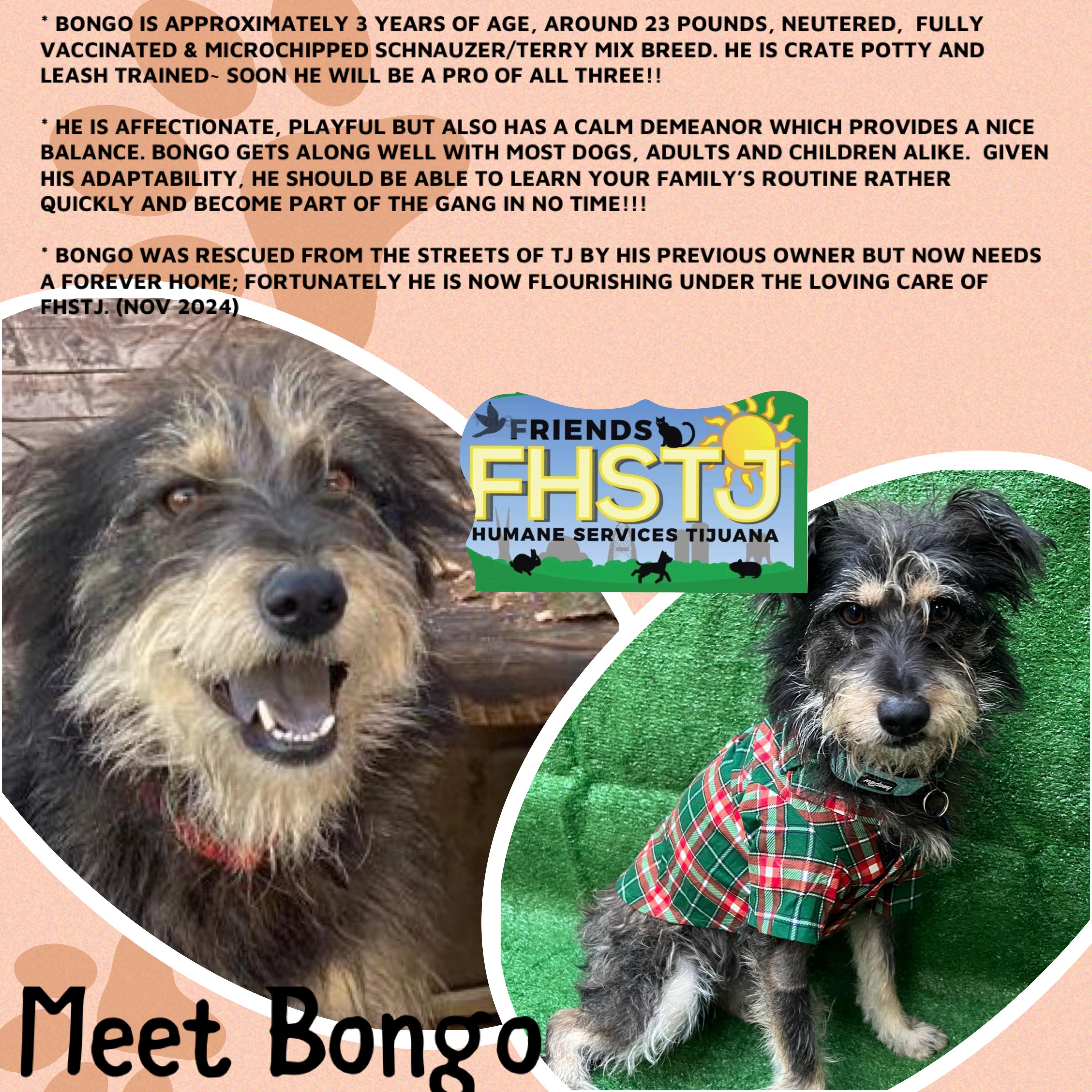 Bongo