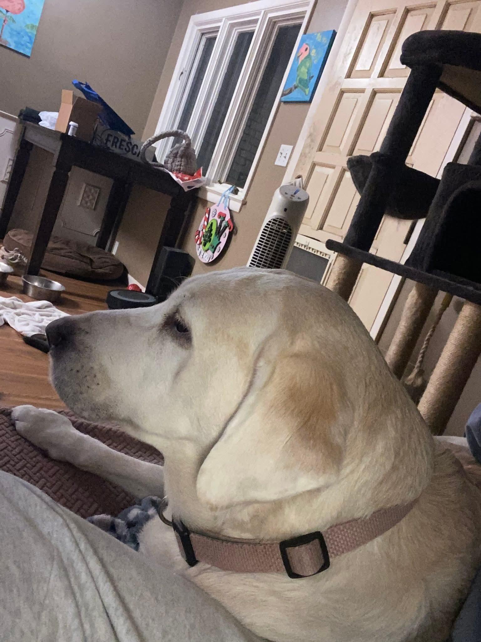 Stella Lab, a Adoptable Labrador Retriever in Panama City, FL image 3/3