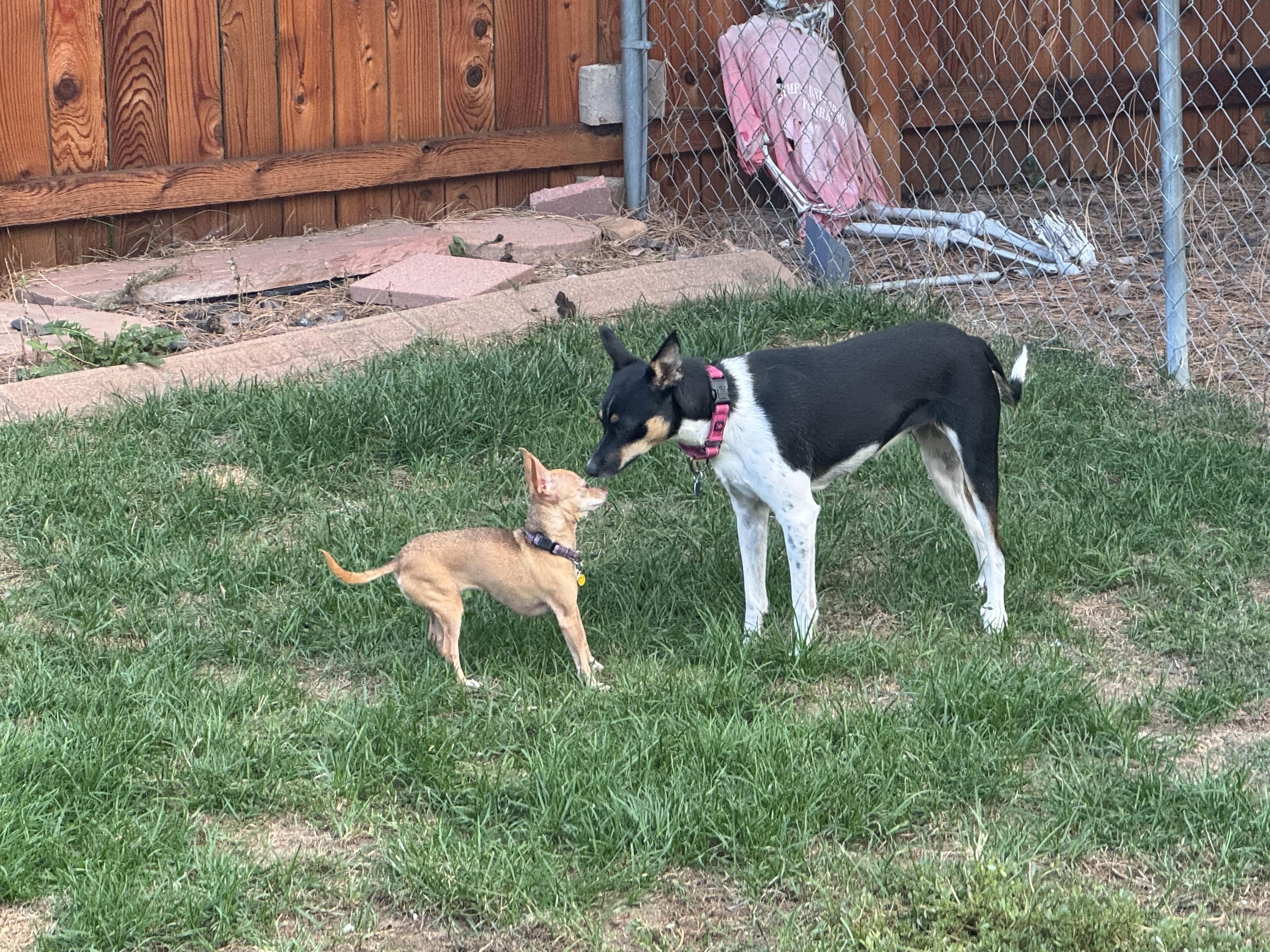 Enlarge Greta, a Adoptable mixed breed in Denver, CO image 3/5