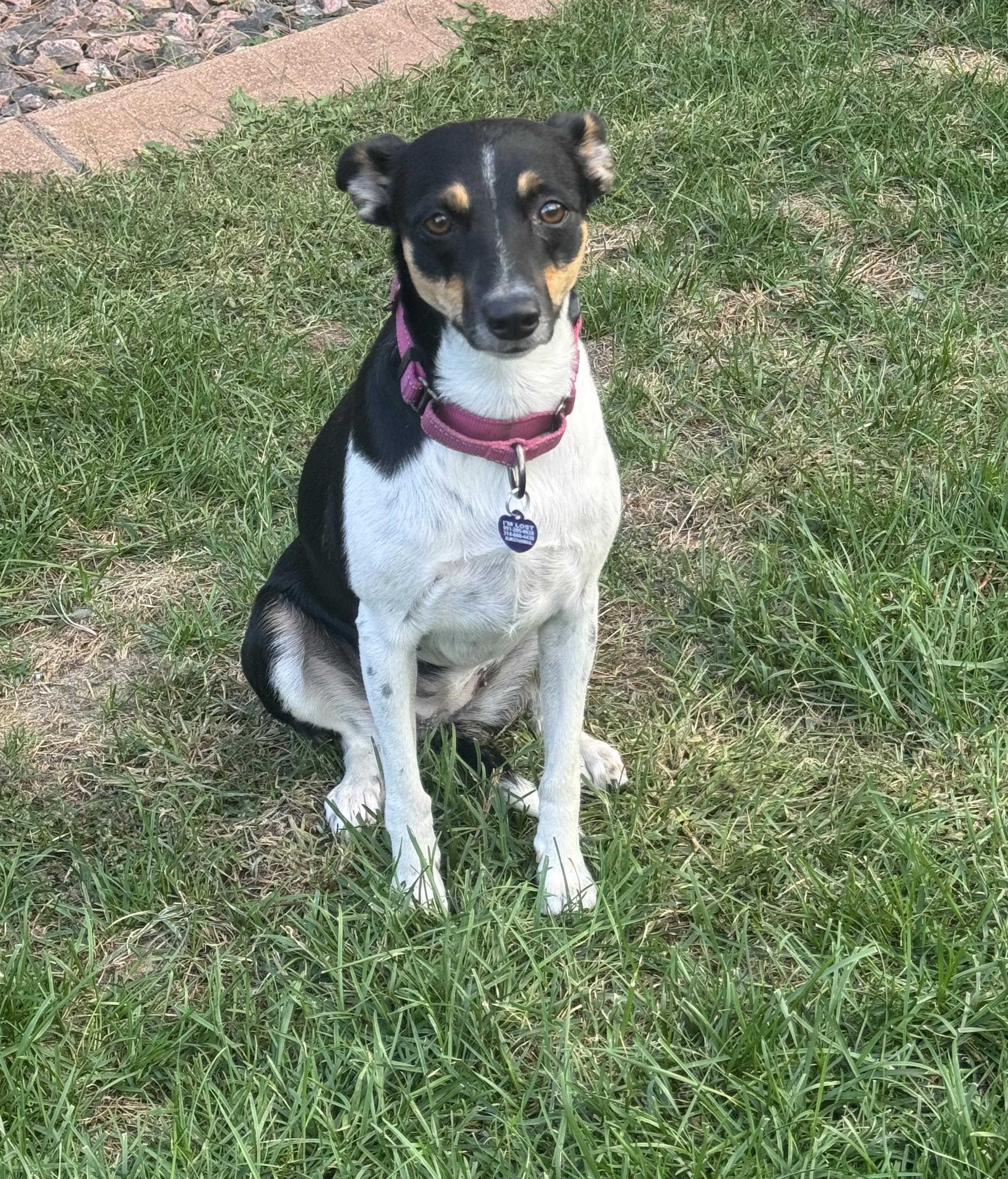 Enlarge Greta, a Adoptable mixed breed in Denver, CO image 1/5