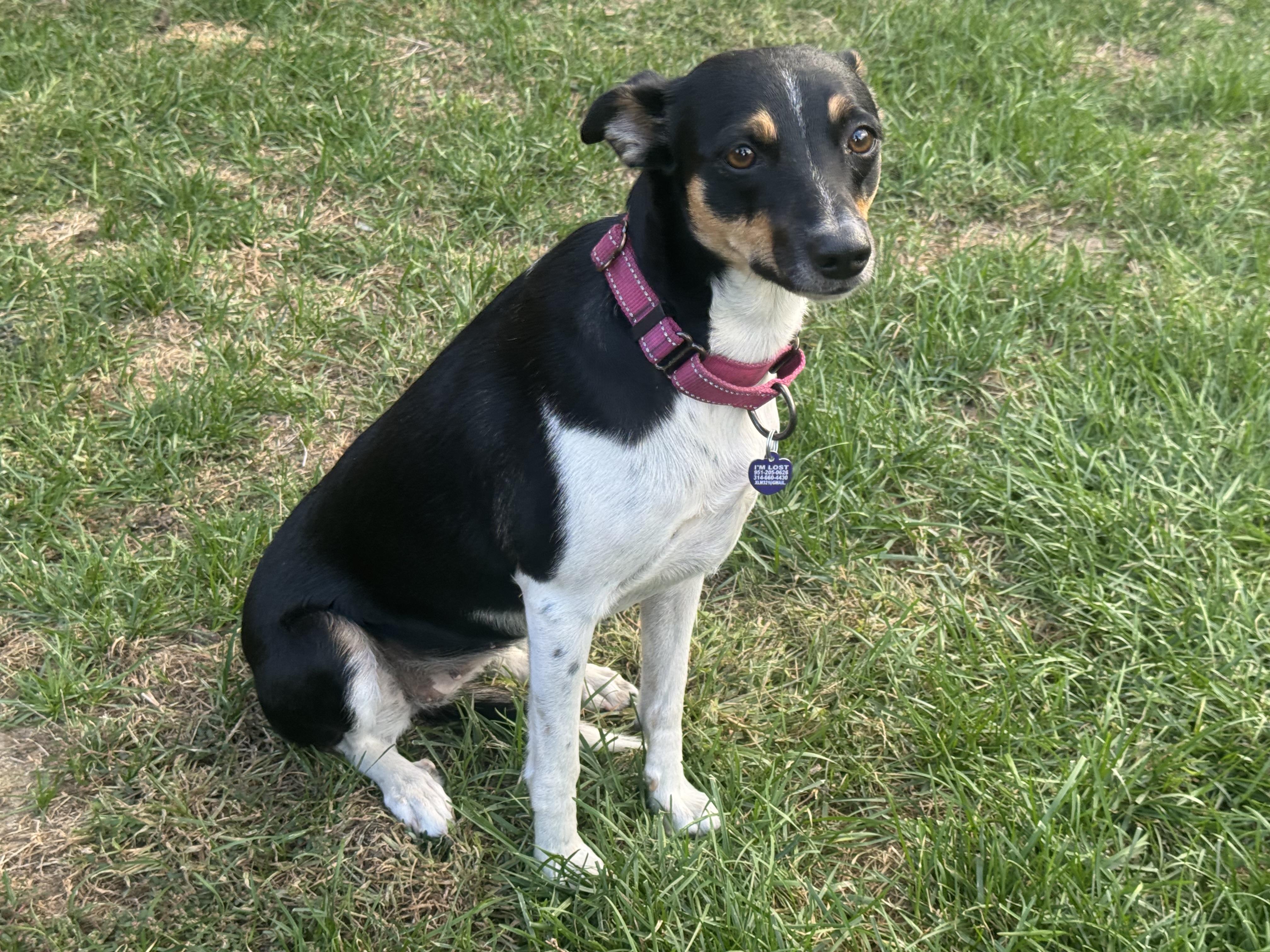 Enlarge Greta, a Adoptable mixed breed in Denver, CO image 5/5